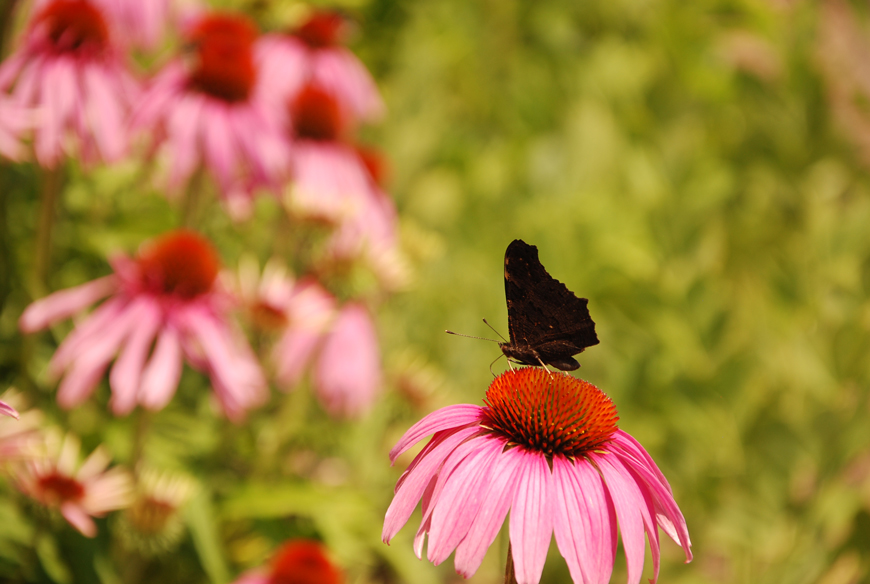 Echinacea