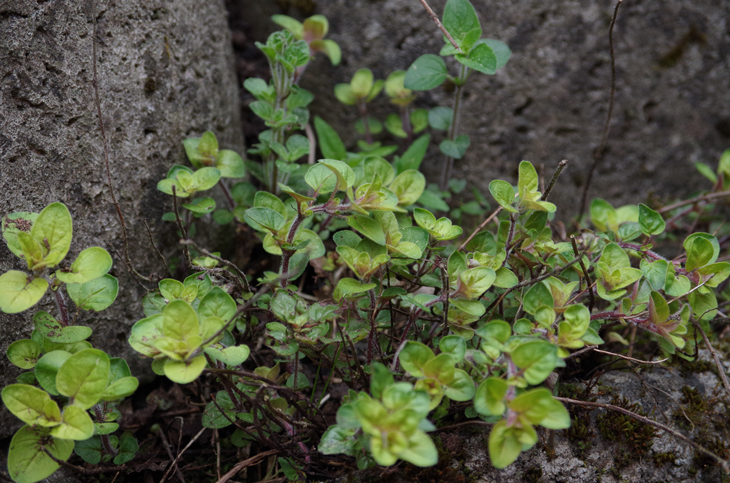 Oregano